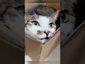 Funny cats 😻😂 Cat videos 😻😻 | 🤣😅 New Funny Cats Videos 😸😸 #catvideos #funnycats  #cat  #funny
