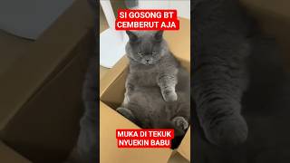 Aduh Kacow Si Gosong Muka Di Tekuk Kaya Kawat  Us Eong kucingpeliharaan ngambek kucing