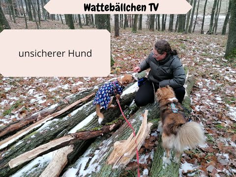 Video: Hunde, die nicht vertrauenswürdig und schüchtern sind