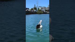 Australian Summer #shorts #australia #summer #pelicans #aussielife #aussiesummer #aussie #travel