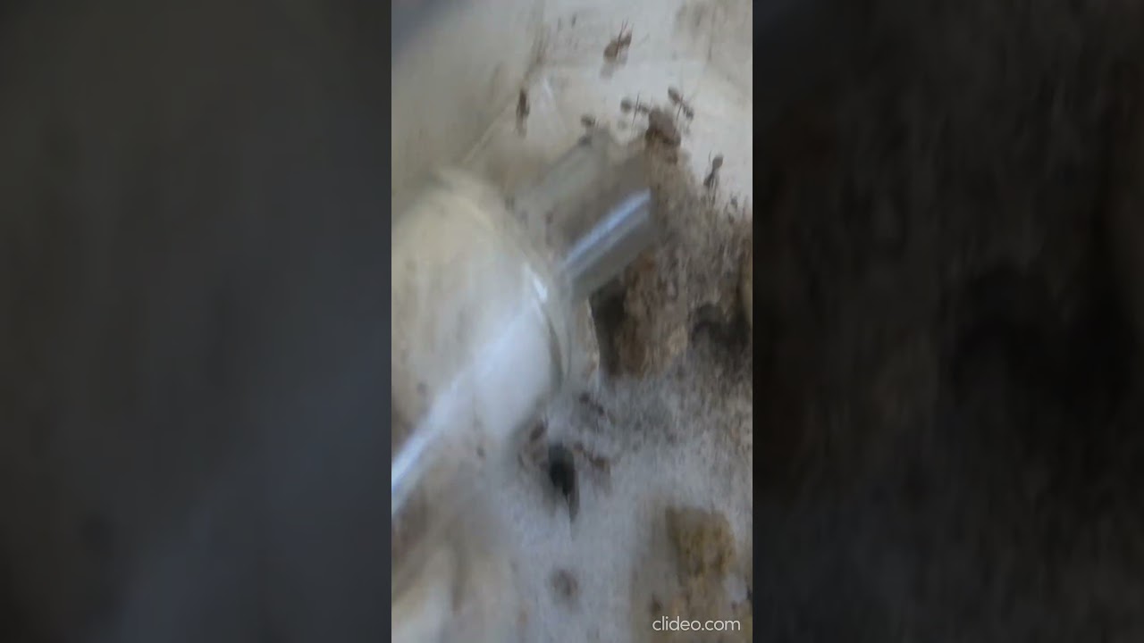 Les Lasius neglectus souffrent de la canicule !