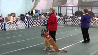 American Belgian Malinois Club Honour And Rescue Parade, May 8, 2013 1