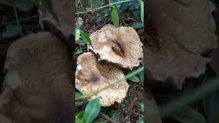 Agaricus augustus, The Prince mushroom in Gresham, Oregon