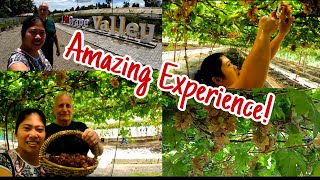 Trip To Grape Valley | Grape Picking | Vineyard in the Philippines | Amazing Experience!