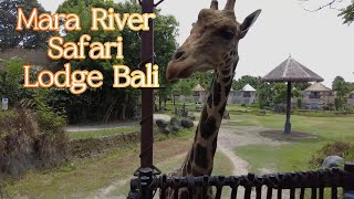 :    . Mara River Safari Lodge Bali