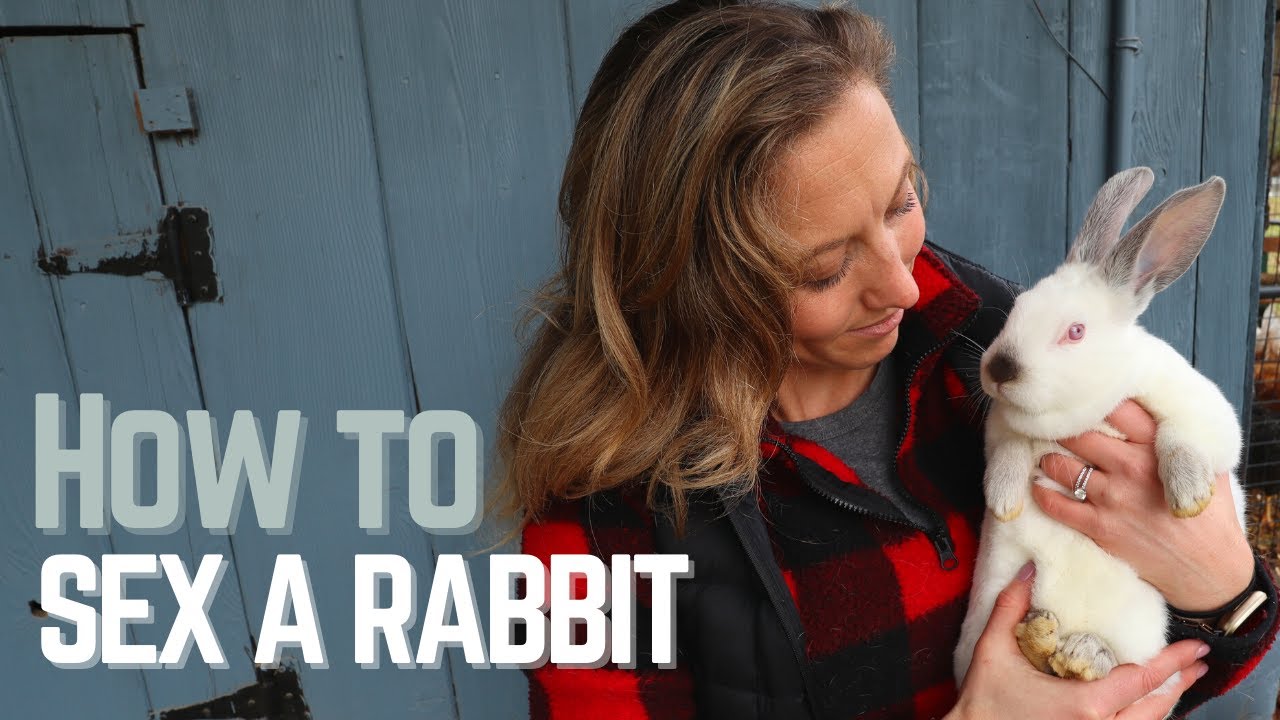 How to Determine the Gender of your Rabbit - YouTube