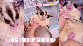 Yuna (IP Moment) ♡ #latepost #yunamysugarglider #youtubeshorts #sugarglider #cuteanimal #petslover