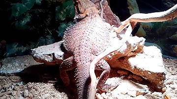 Bearded dragon warms up below UV bulb