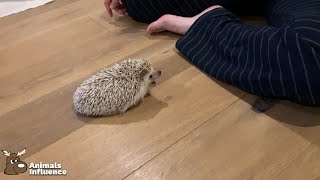 Tired Hedgehog yawning (IG: @radotink_hedgehog)
