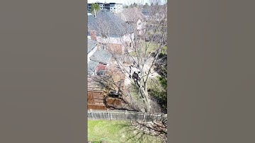 Bad Boy  #chainsaw #arborist #stihl #husqvarna #drone #climbing #tree #rigging #timber #treeservice