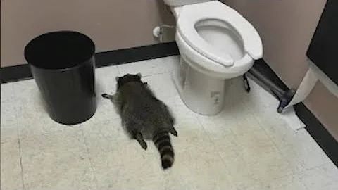 Drunken raccoon had one too many shots in Ashland ABC store