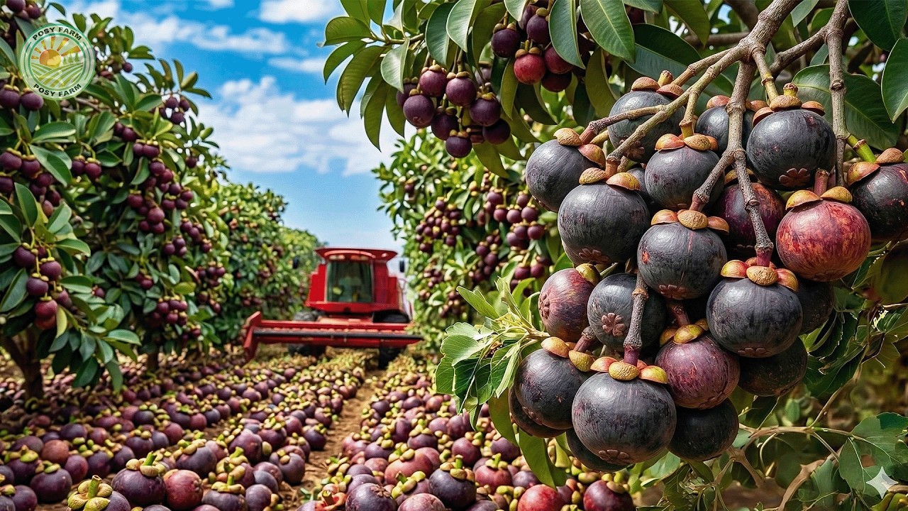 How Thai Farmers Harvest Millions of Mangosteens | Thailand Street Food | Inside Mangosteen Farming