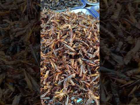 Жареные насекомые Таиланд. Пробовали?