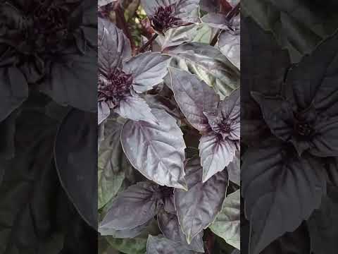 Purple Opal Basil