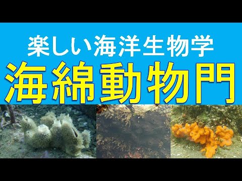 海绵动物属于哪个门类？