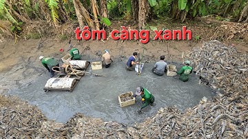 Độc lạ Miền Tây đạp sìn bắt tôm càng xanh 1 tấn 500kg giá 110k | crayfish Vietnamese