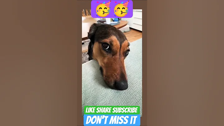 Video 11894031: laugh pets funny cat, cats funny pets animals, cat funny pets dog, cats pets animals fun, cat cute funny pet