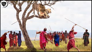 Aborigines Take Up Arms And Fight With Lions To Rescue Villagers Livestock