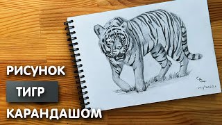 Как нарисовать тигра карандашом | Рисунок для начинающих поэтапно