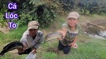 Chuyến thăm lờ cá dính được cá lóc to |Miền Quê Ngày Mới.