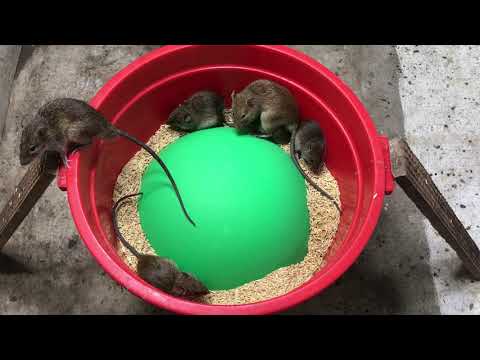 [New] Good idea Mouse Trap 🐭 10 Mice in Trapped one night 🐀 Best mouse/ Rat Trap 🐀 Mice Royal