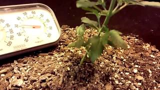 Blueberry bliss week 3