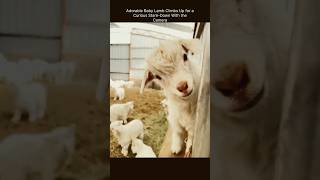 Adorable Baby Lamb Climbs Up for aCurious Stare-Down With theCamera ♥️ | #viral #shorts