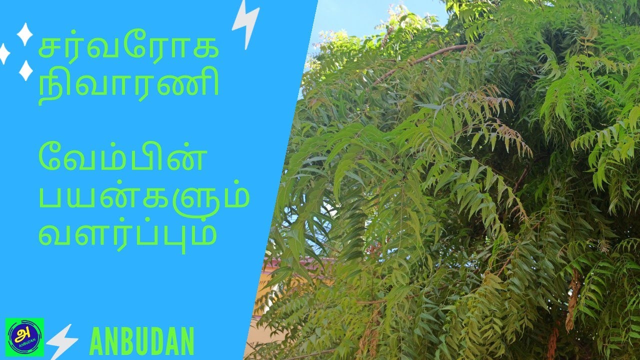 essay neem tree uses in tamil