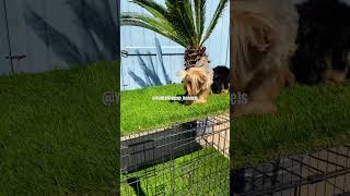 Yorkshire Terrier Puppies Sacramento,Ca #yourubeshorts #yorkies #puppy