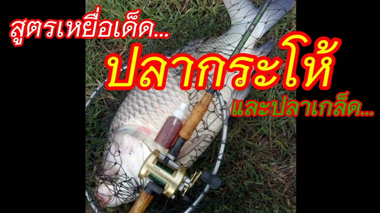 สูตรตกปลากระโห้และปลาเกล็ด เหยื่อเด็ดหน้าดิน