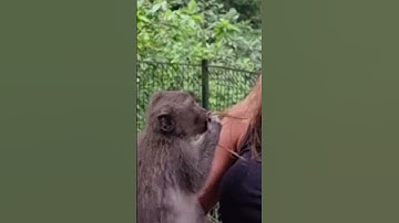 Why you should not look a monkey at the eyes #monkey #bali #indonesia #travel #funny