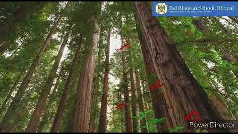 Sst ch 12 OUR FORESTS (thorn forests, mountain forests and mangrove forests) PART B