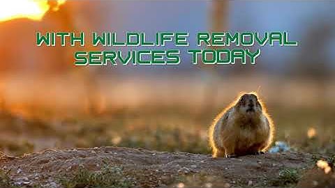 Humane Gopher Control Services