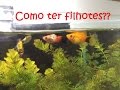 Como reproduzir seus peixinhos!