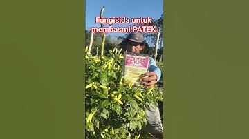 fungisida untuk mengatasi PATEK #pertanian #petani #youtubeshorts