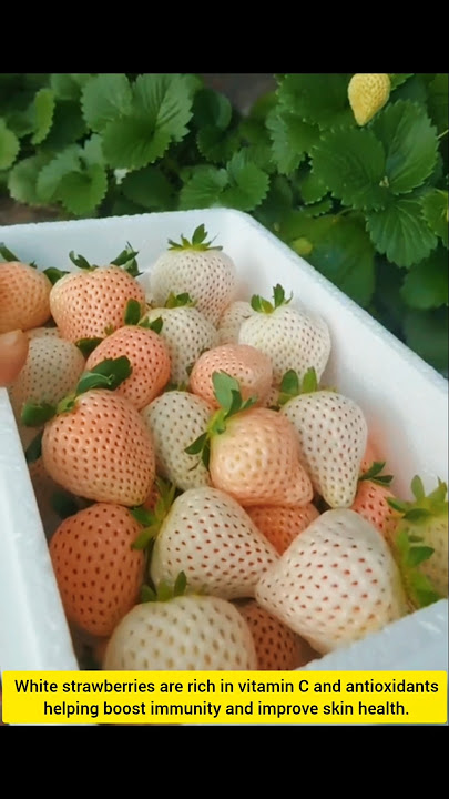 white strawberry #fruit #viralvideo #shorts