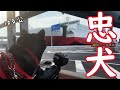 【忠犬】4か月ぶりに帰省するお姉ちゃんがフェリーから出て来るのを健気に待つ柴犬（№302）