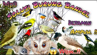 Suara Pikat Burcil Ribut Solusi Burung Bandel