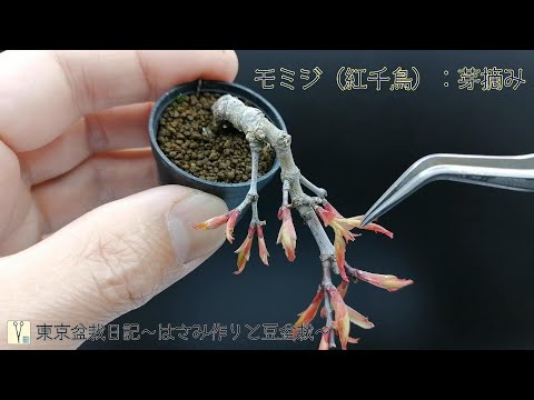 モミジ（紅千鳥） Japanese Maple：芽摘み - YouTube