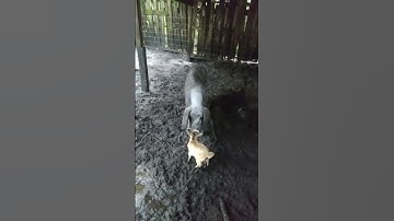 Pig tries to eat baby goat #goat #babygoats #pig #piggy #hog  #farming #homestead #homesteading