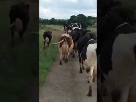 البقر الهولندي أكتر إنتاج للحليب في العالم