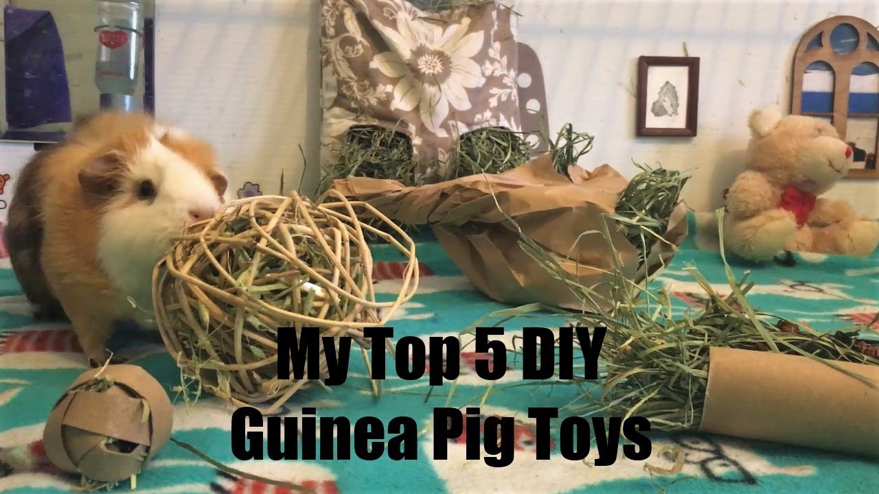 diy guinea pig chew toys