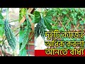          what is the best way to grow more bitter gourd