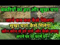 बकरियों को हरे चारे और सूखे चारे में क्या क्या खिलाएं | Best dry feed and green fodder for Goats|