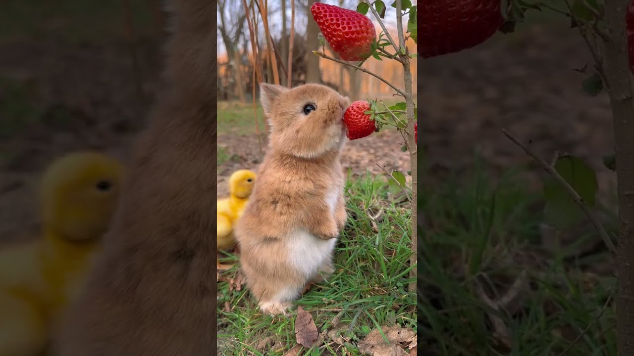 Little Rabbit Chirps Eats Strawberries Cute Pet Pastoral