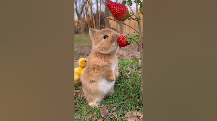 Little rabbit chirps, chirps, eats strawberries, cute pet, rabbit, cute little pastoral pet