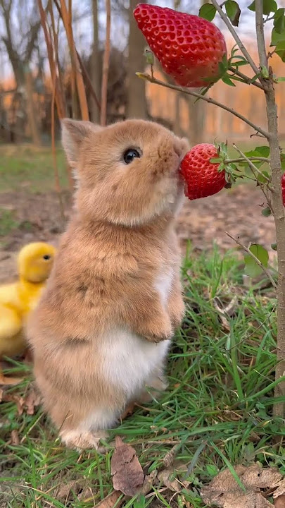 Little rabbit chirps, chirps, eats strawberries, cute pet, rabbit, cute little pastoral pet