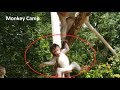 Very very pity baby monkey, Why big monkey do like this? Baby monkey crying, Monkey Camp part 1223