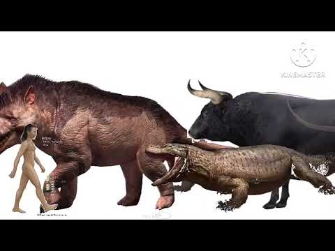 Cenozoic beasts size comparison v2(free to use)