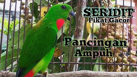 Suara Panggilan & Pancingan Serindit Pikat Emosi Gacor || Ampuh Untuk Pancingan & Masteran Serindit